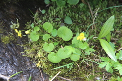 Viola biflora