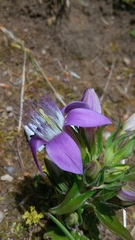 Gentianella aspera