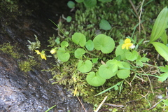 Viola biflora
