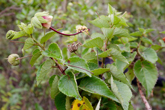 Pavonia luetzelburgii