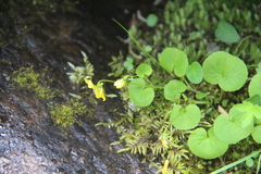 Viola biflora