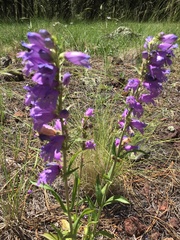 Penstemon deaveri