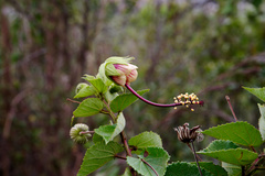 Pavonia luetzelburgii