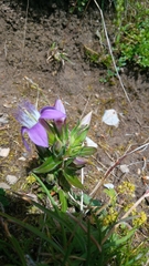Gentianella aspera