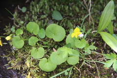 Viola biflora