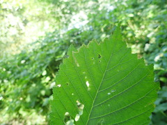 Stigmella lemniscella