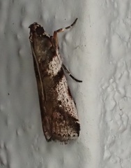 Ectomyelois muriscis