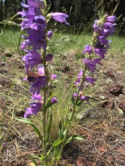 Penstemon deaveri