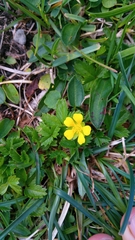 Potentilla brauniana