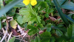 Potentilla brauniana