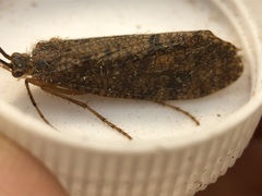 Ptilostomis ocellifera