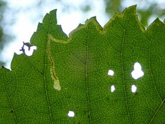 Stigmella lemniscella