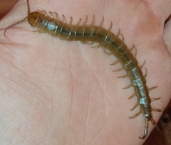 Scolopendra canidens
