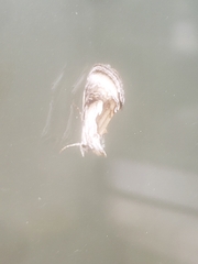 Chrysanympha