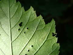 Stigmella lemniscella