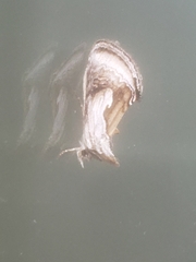 Chrysanympha