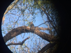 Melanerpes uropygialis