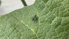 Condylostylus longicornis