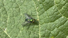 Condylostylus longicornis