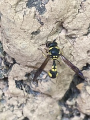 Eumenes coarctatus
