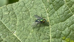 Condylostylus longicornis