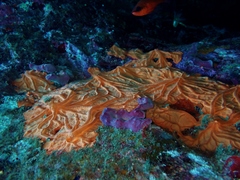 Spirastrella cunctatrix