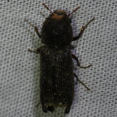 Heterobostrychus hamatipennis