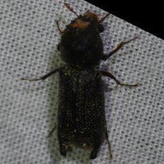 Heterobostrychus hamatipennis