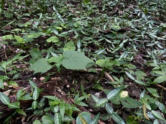 Trachelospermum asiaticum