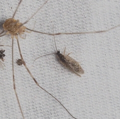 Psectra diptera