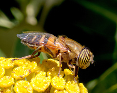 Eristalinus taeniops