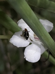 Luperomorpha vittata