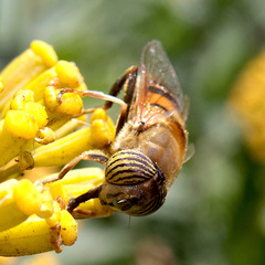 Eristalinus taeniops