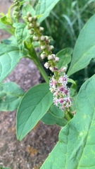 Phytolacca heterotepala