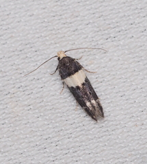 Recurvaria leucatella