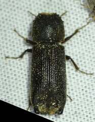 Heterobostrychus hamatipennis
