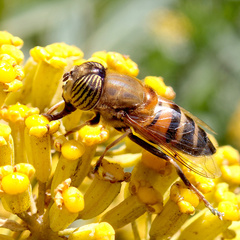 Eristalinus taeniops