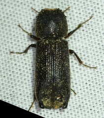 Heterobostrychus hamatipennis