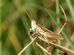 Euchorthippus elegantulus