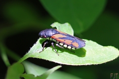 Oncometopia rufipennis