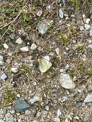 Colias phicomone