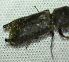 Heterobostrychus hamatipennis