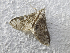 Megastes praxiteles