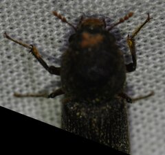 Heterobostrychus hamatipennis