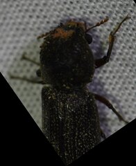 Heterobostrychus hamatipennis
