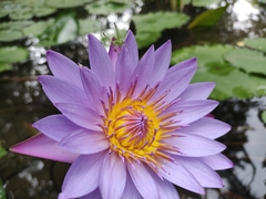 Nymphaea nouchali