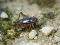 Pteronemobius indicus