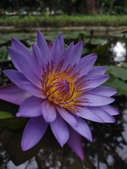 Nymphaea nouchali