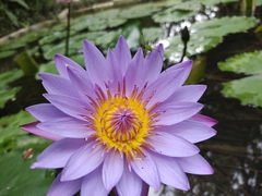 Nymphaea nouchali