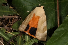 Noctua fimbriata
